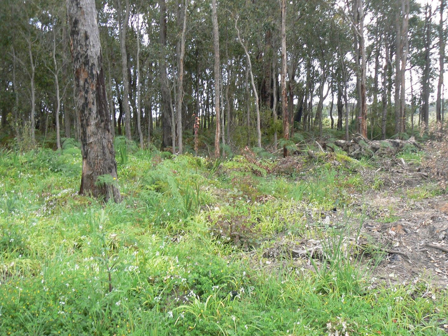 Vacant land in 201 South Western Highway, DONNYBROOK WA, 6239