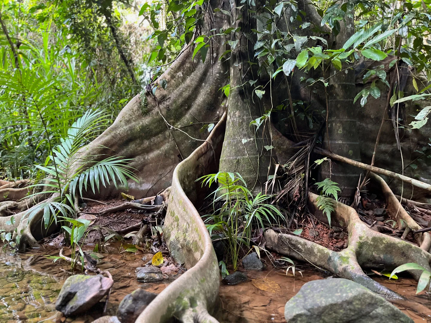 Additional image 28 of 173 BOYETT ROAD, Mission Beach QLD 4852