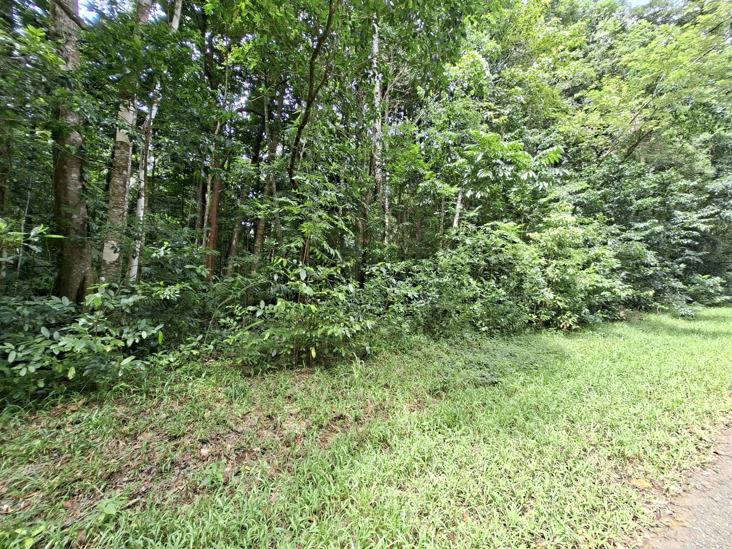 Additional image 12 of Lot 140 Quandong Road, Cow Bay, Daintree QLD 4873