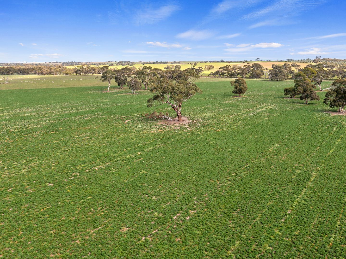 1208 Emu Flat Road, Keith SA 5267 House for Sale Domain