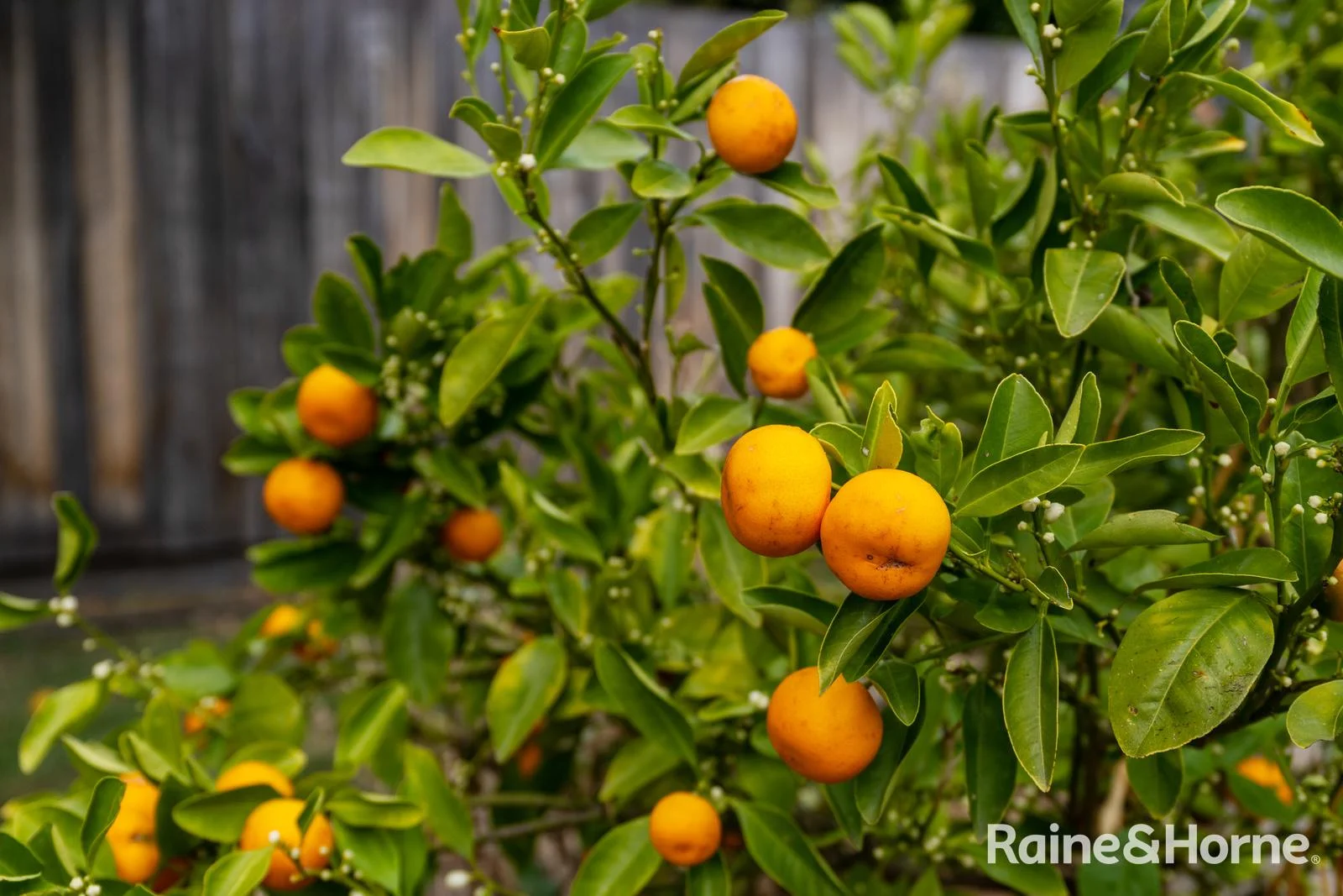 Additional image 25 of 7 Mitchell Avenue, Rosetta TAS 7010