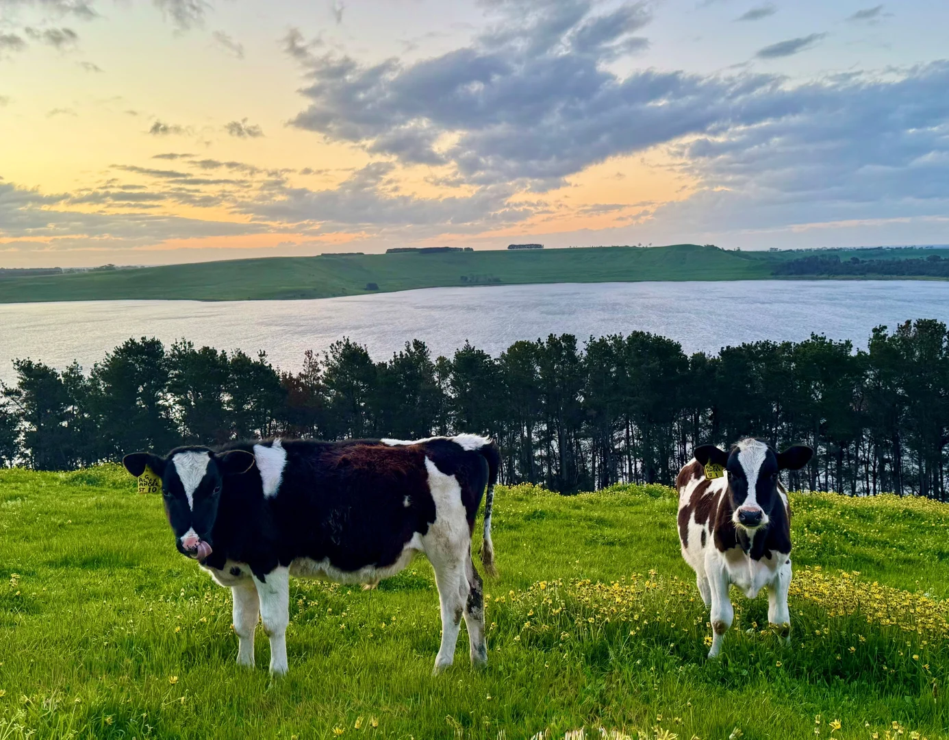 Additional image 7 of . Naroghid Road, Camperdown VIC 3260