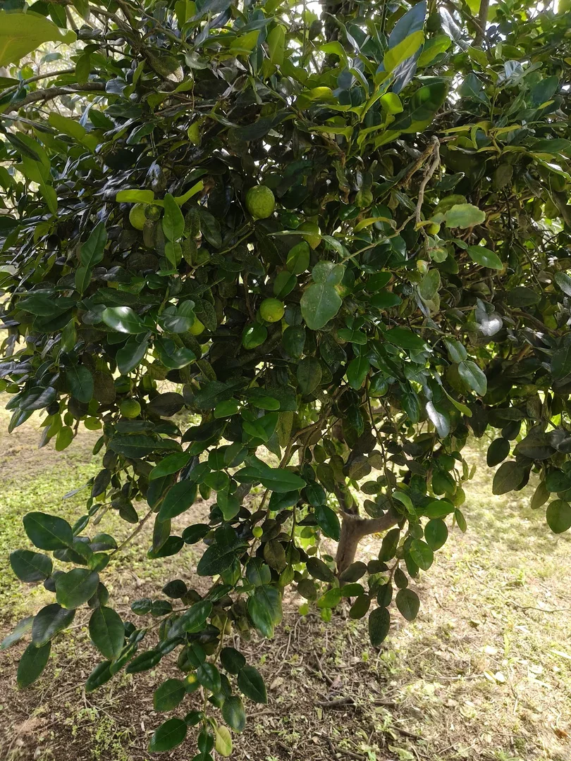 Additional image 10 of Ravenshoe QLD 4888