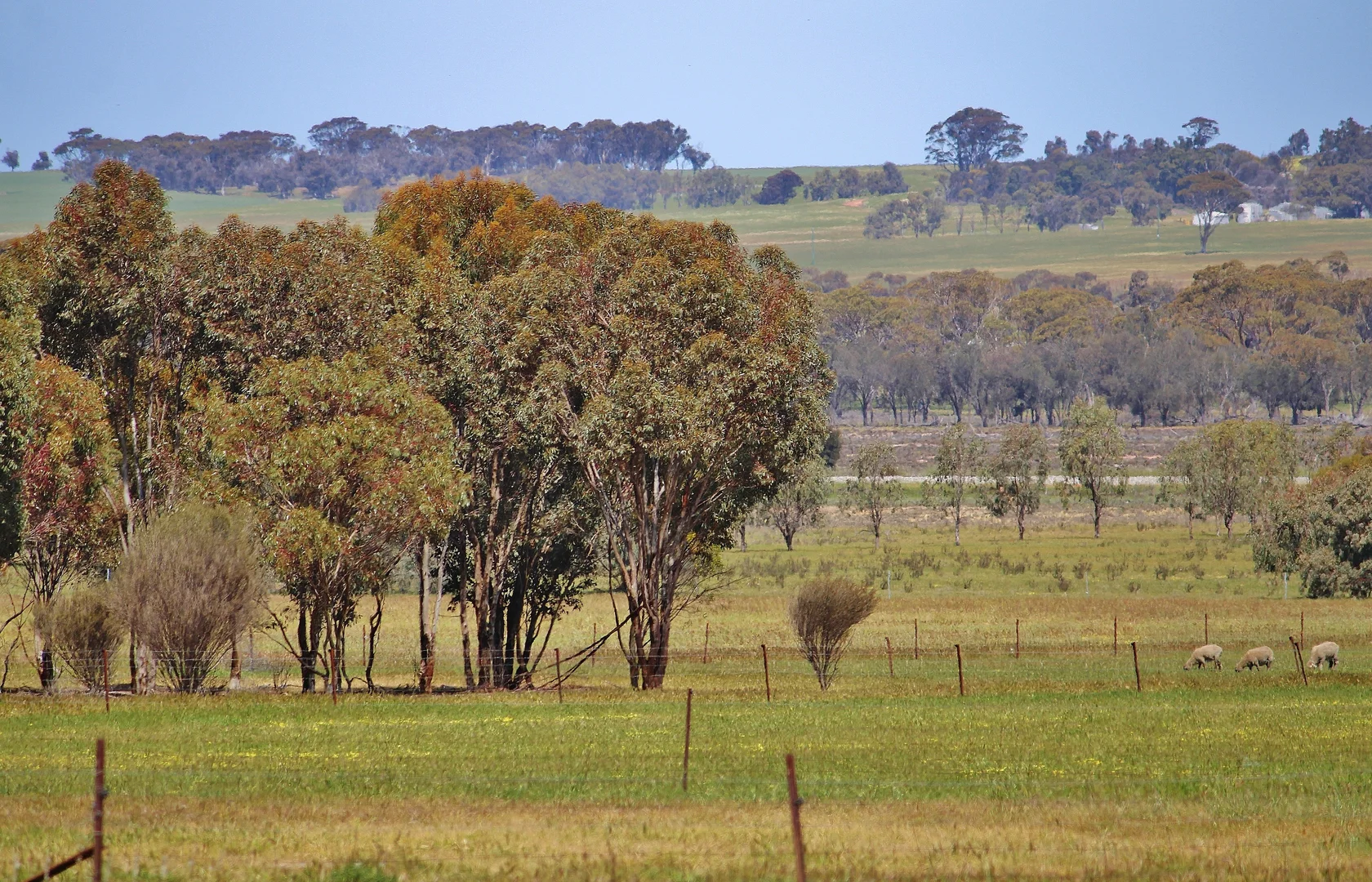 Image 15