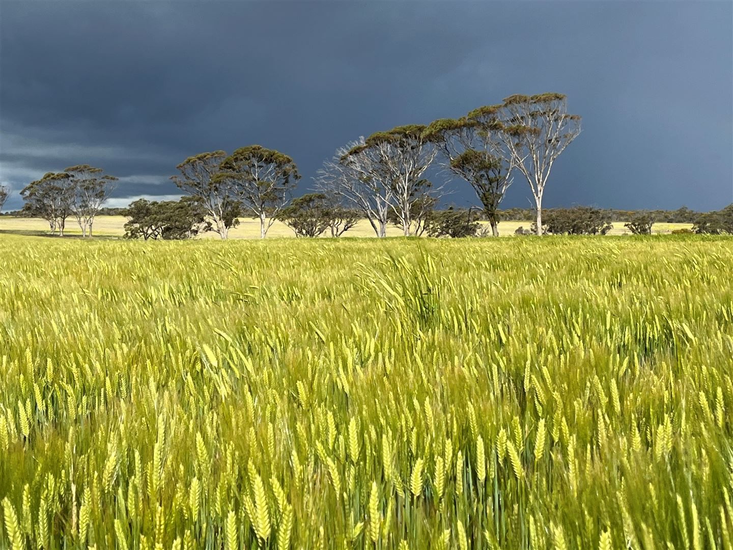 . 'Gardens', Shackleton WA 6386, Image 0