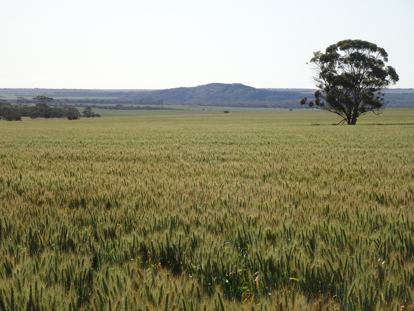 4 King Rocks Road West, Hyden WA 6359 - House for Sale | Domain