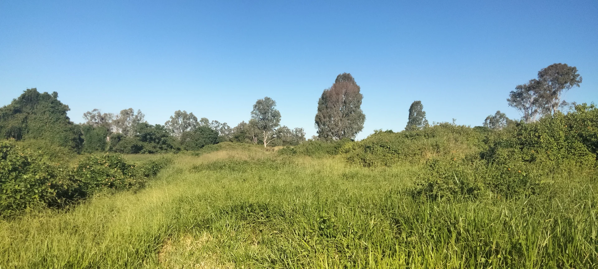 Additional image 17 of 808 Pine Creek Road, Givelda QLD 4670