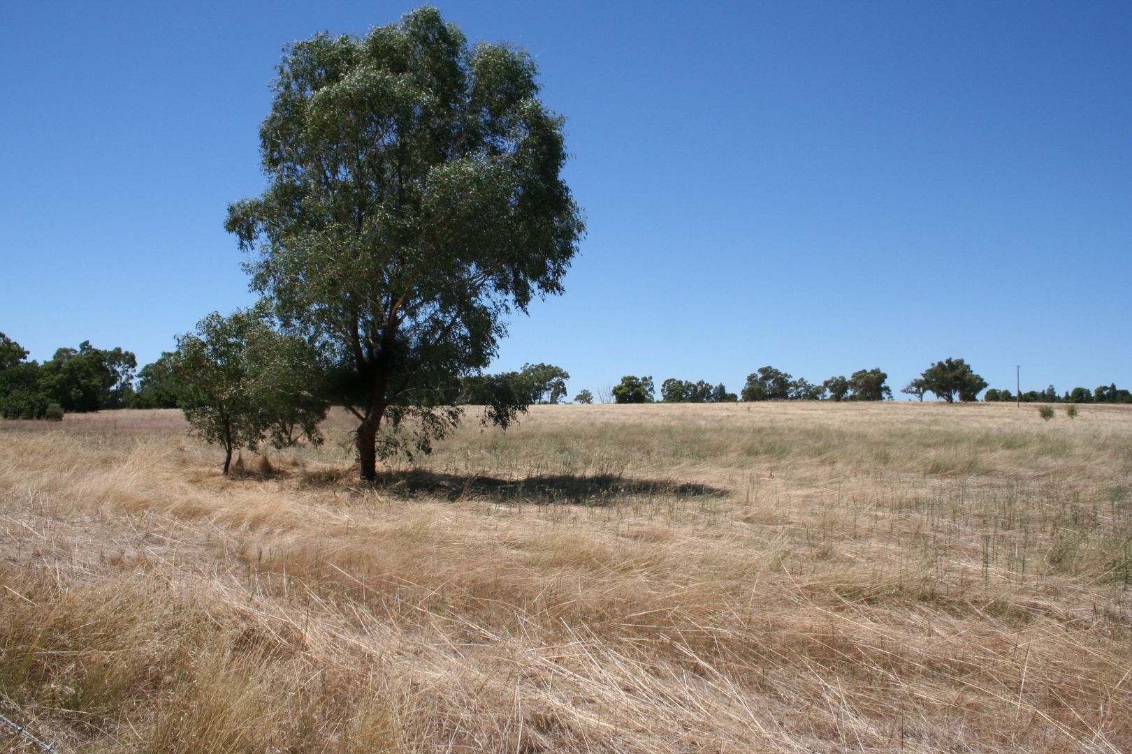 Canola Way, Marrar NSW 2652, Image 2