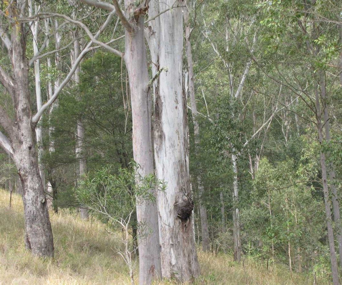 - Bonalbo Farm Woodworths Road, Bonalbo NSW 2469, Image 0