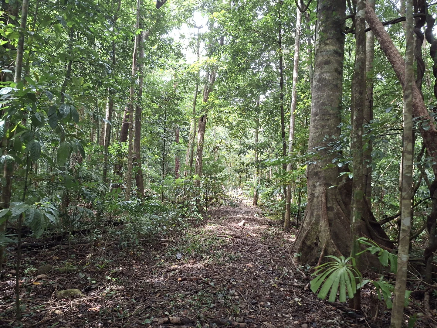 Additional image 6 of Lot 140 Quandong Road, Cow Bay, Daintree QLD 4873