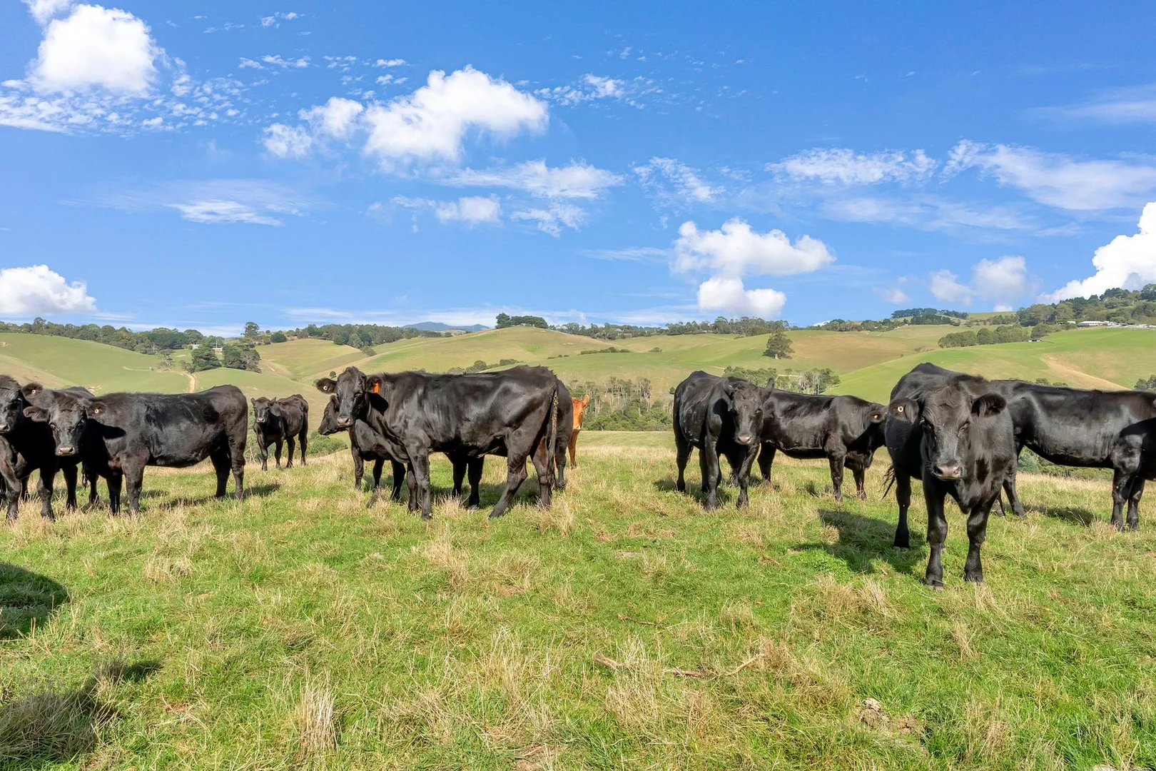 Additional image 27 of 3655 South Gippsland Highway, Foster VIC 3960
