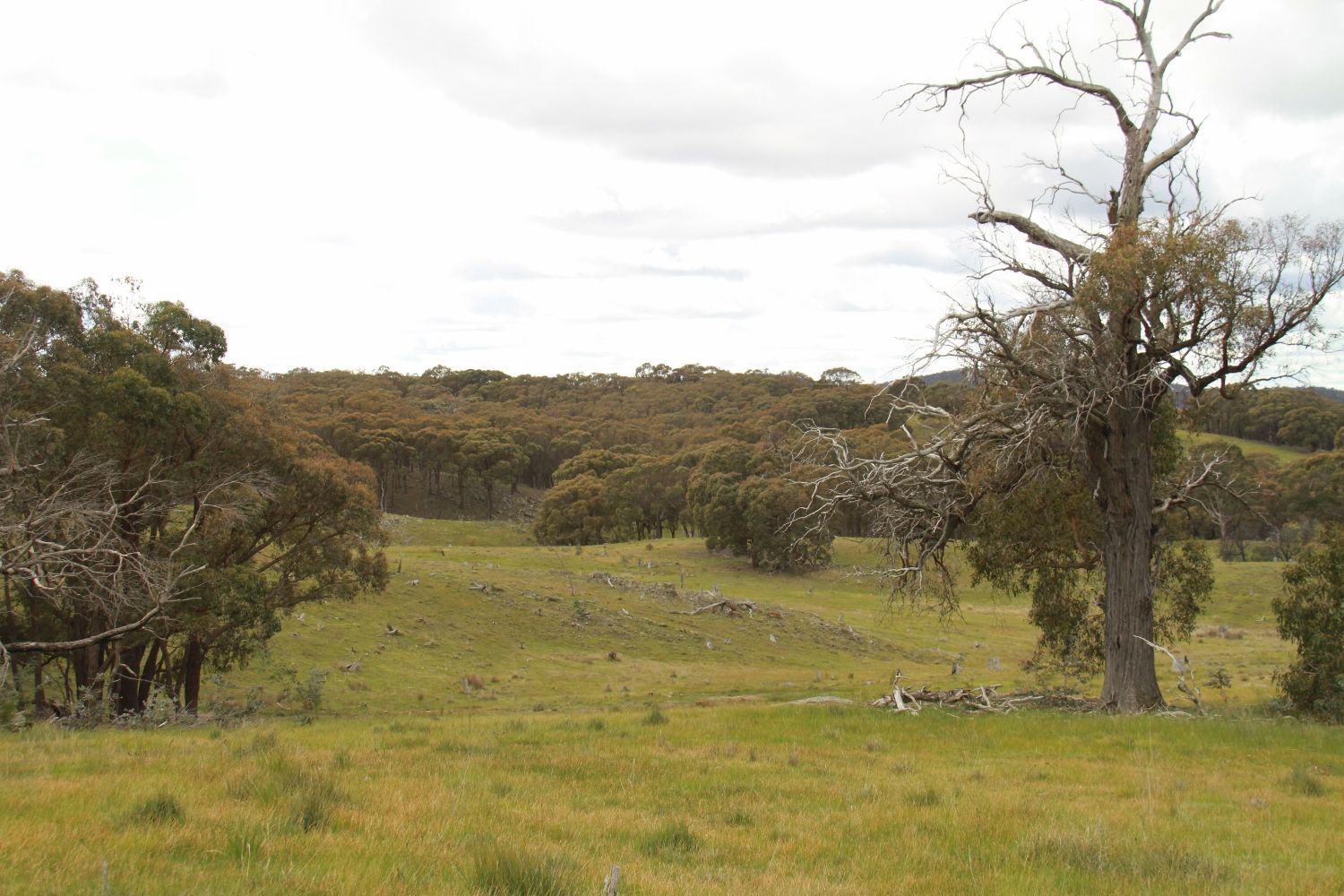 Lot 1 255 Hayes Gully Road, Tooborac VIC 3522, Image 2