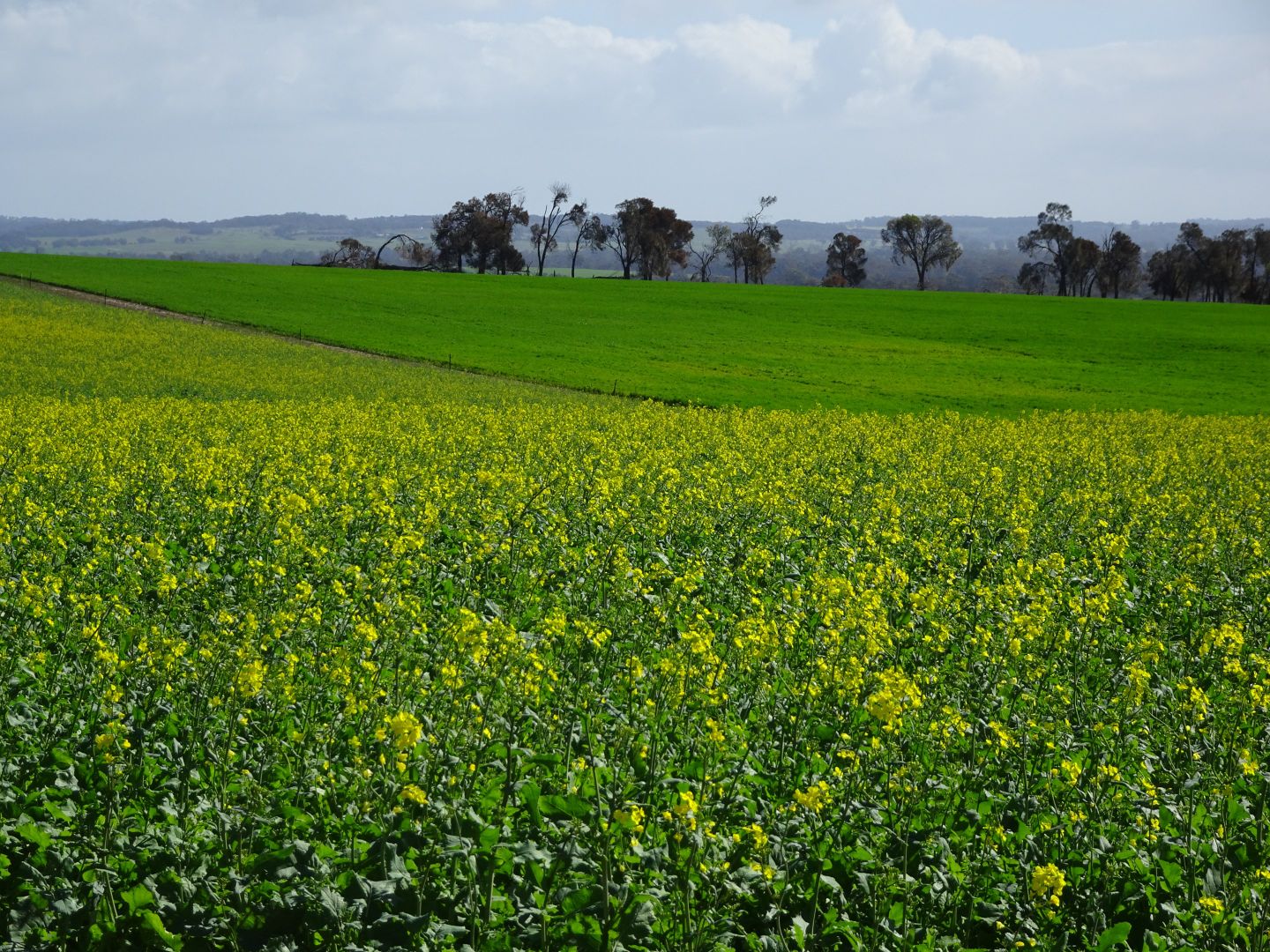 "Koobadong West", Noble Rd, Wagin WA 6315, Image 1