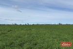 Image 39