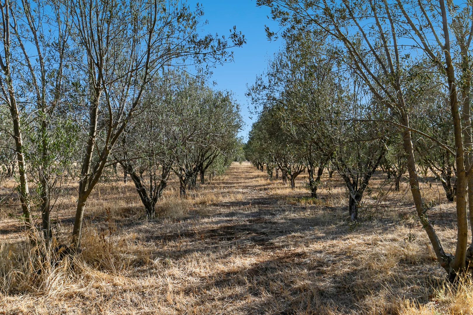 Image 15