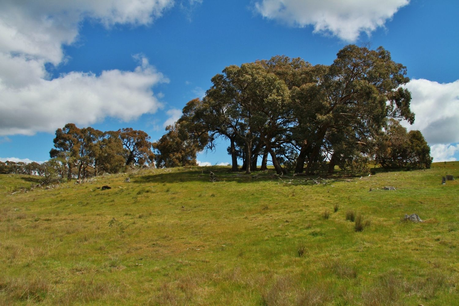 Lot 1 255 Hayes Gully Road, Tooborac VIC 3522, Image 1