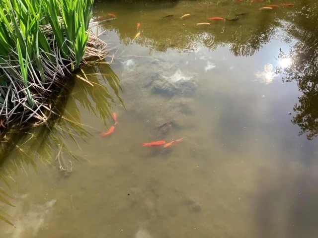 Image 27
