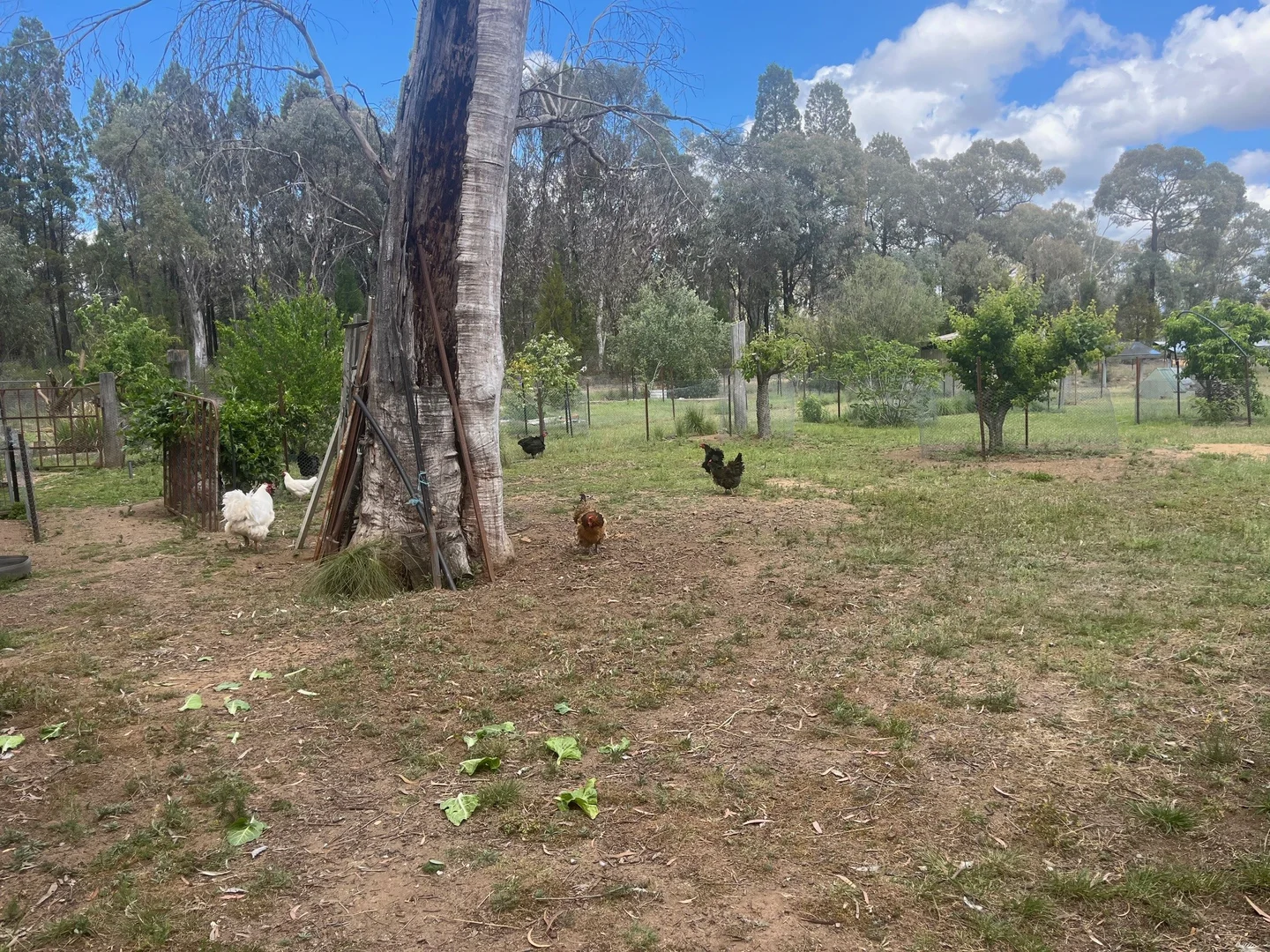 Image 21