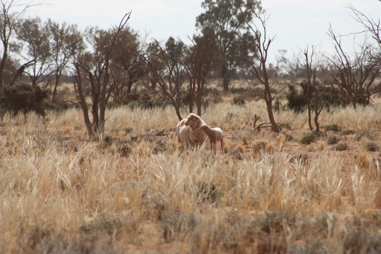 - 'Wendi Station' 807 Tandou Road, Broken Hill NSW 2880, Image 2