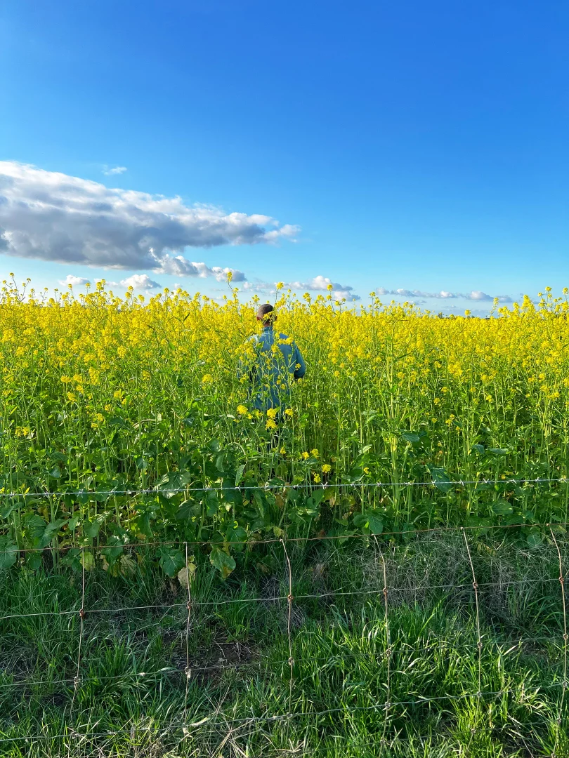 Additional image 24 of Rosewood Aggregation 7033 The Gipps Way, Condobolin NSW 2877