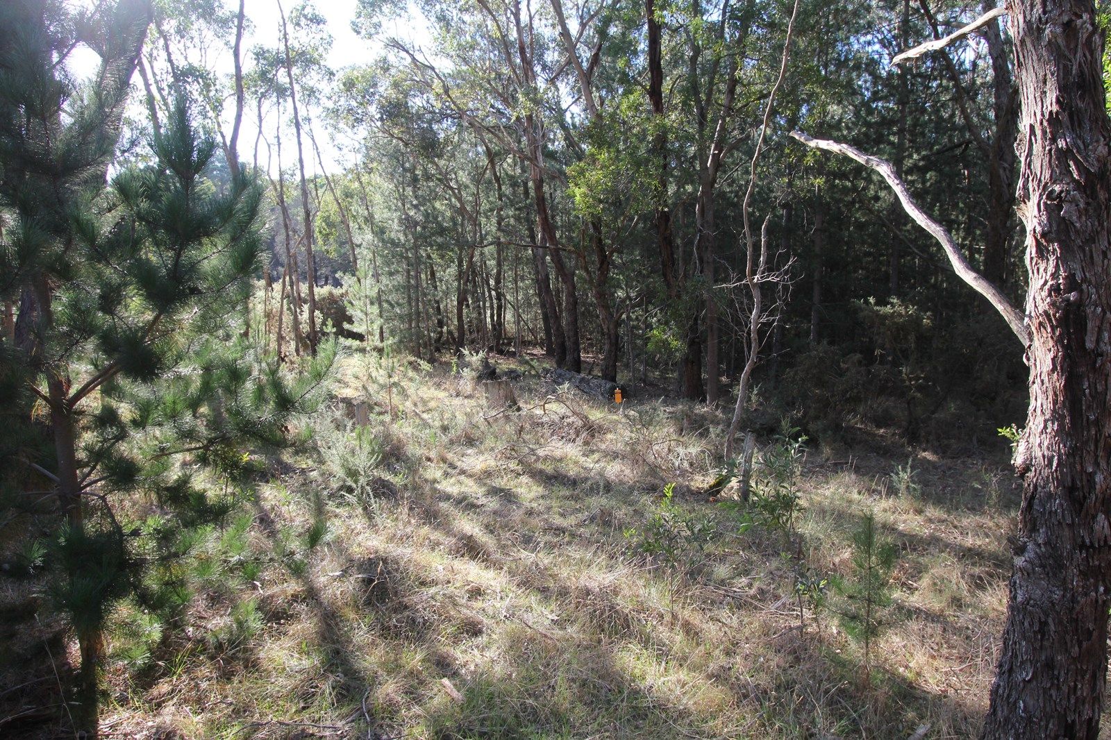 Lot 4 Glenelg Highway, Scarsdale VIC 3351, Image 2