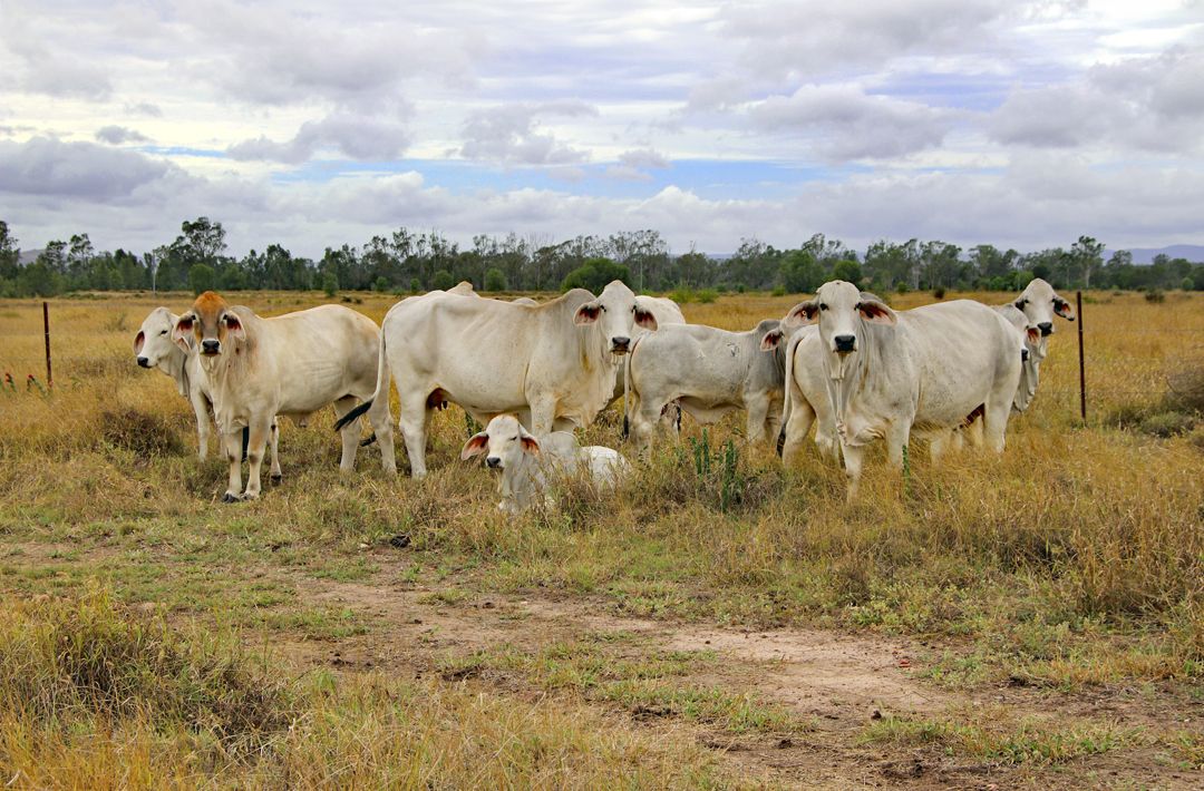 Jalokada Tomlins Road, Dixalea QLD 4702, Image 1