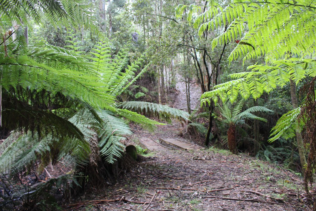 574 Apollo Bay-Forrest Road, Barramunga VIC 3249, Image 1