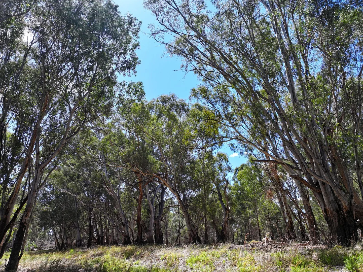 Additional image 7 of Lot 14 Renmark Road, Wentworth NSW 2648