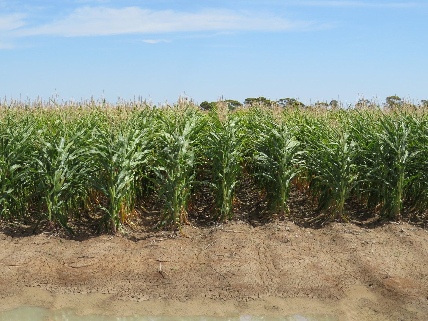 Conargo Road, Deniliquin NSW 2710, Image 0