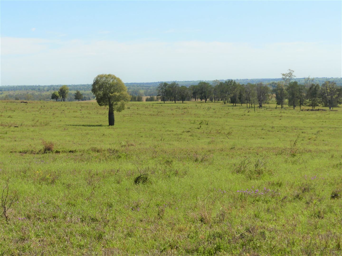 'Forty Nine' Ashneys Road, Roma QLD 4455, Image 0