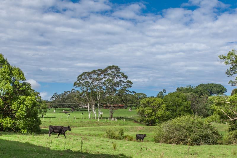 Lot 2 "The Meadows" Off Charlotte Street, BANGALOW NSW 2479, Image 2