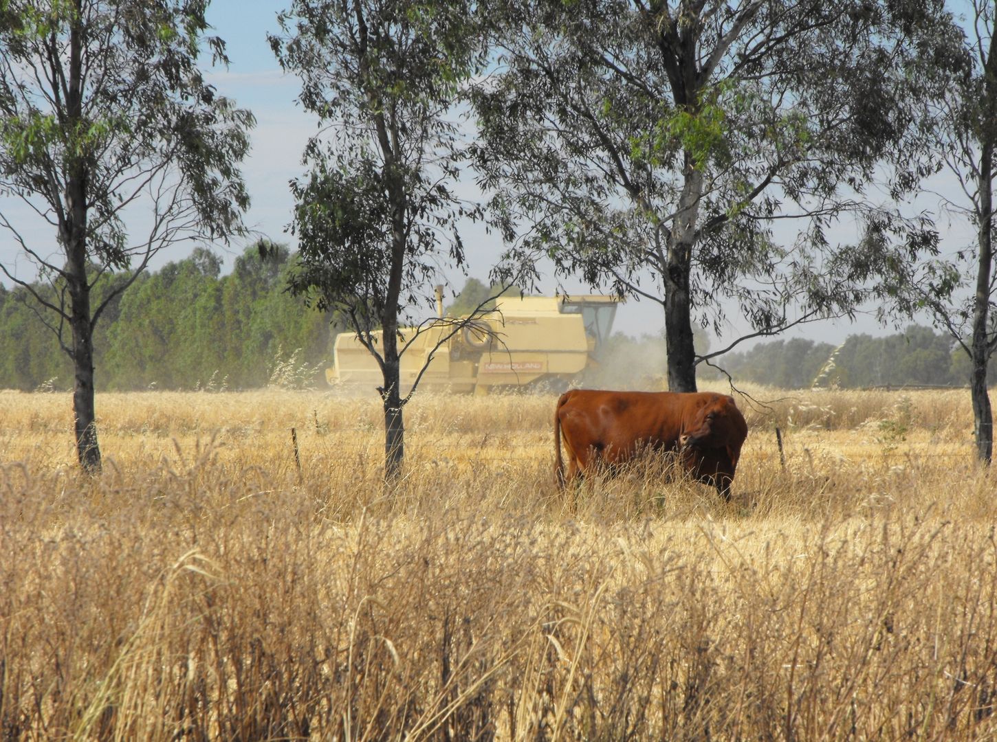 345 Campbells Road, Mayrung NSW 2710, Image 2