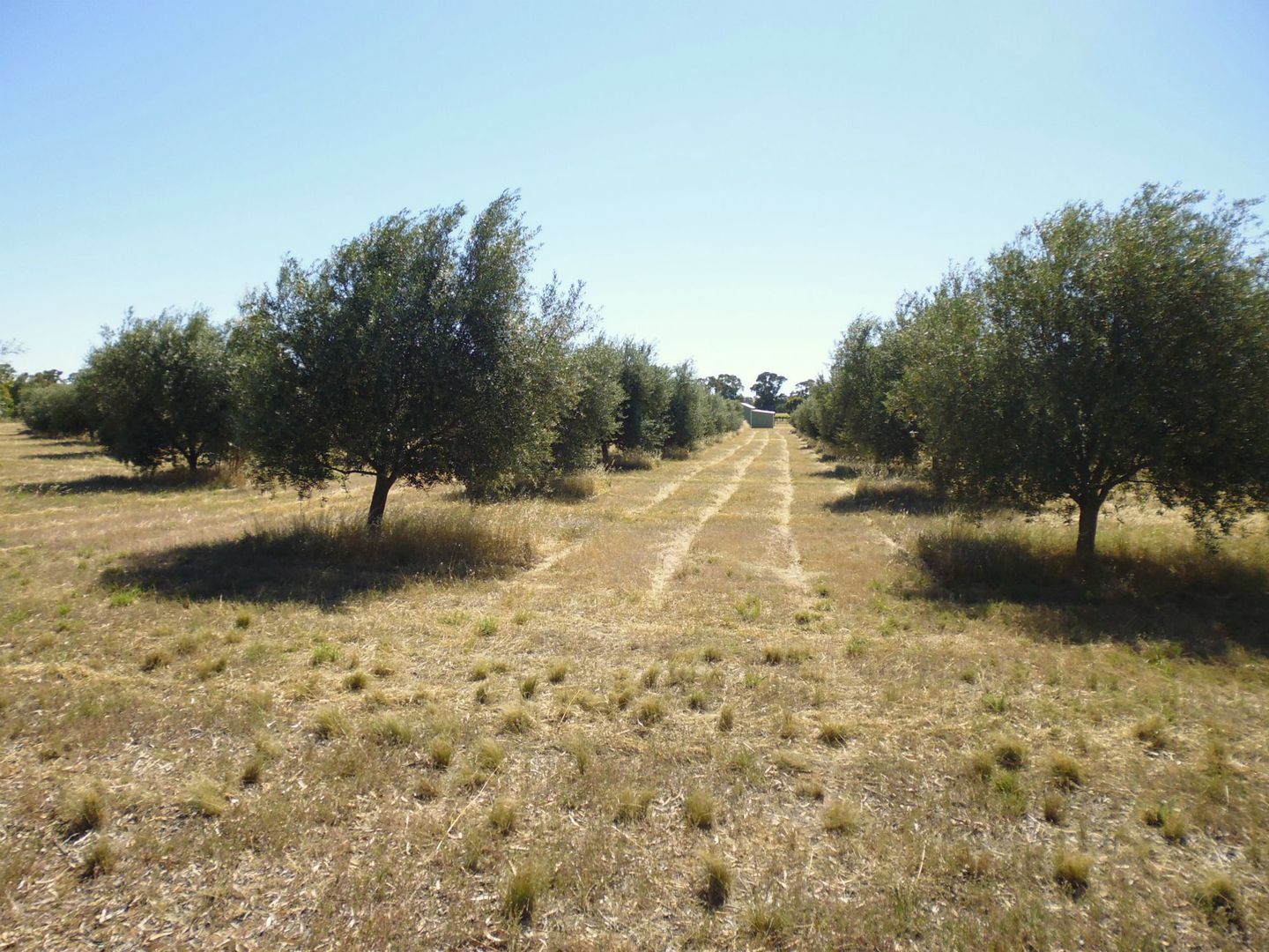 Lot 103 Laura-Beetaloo Road, Laura SA 5480, Image 2