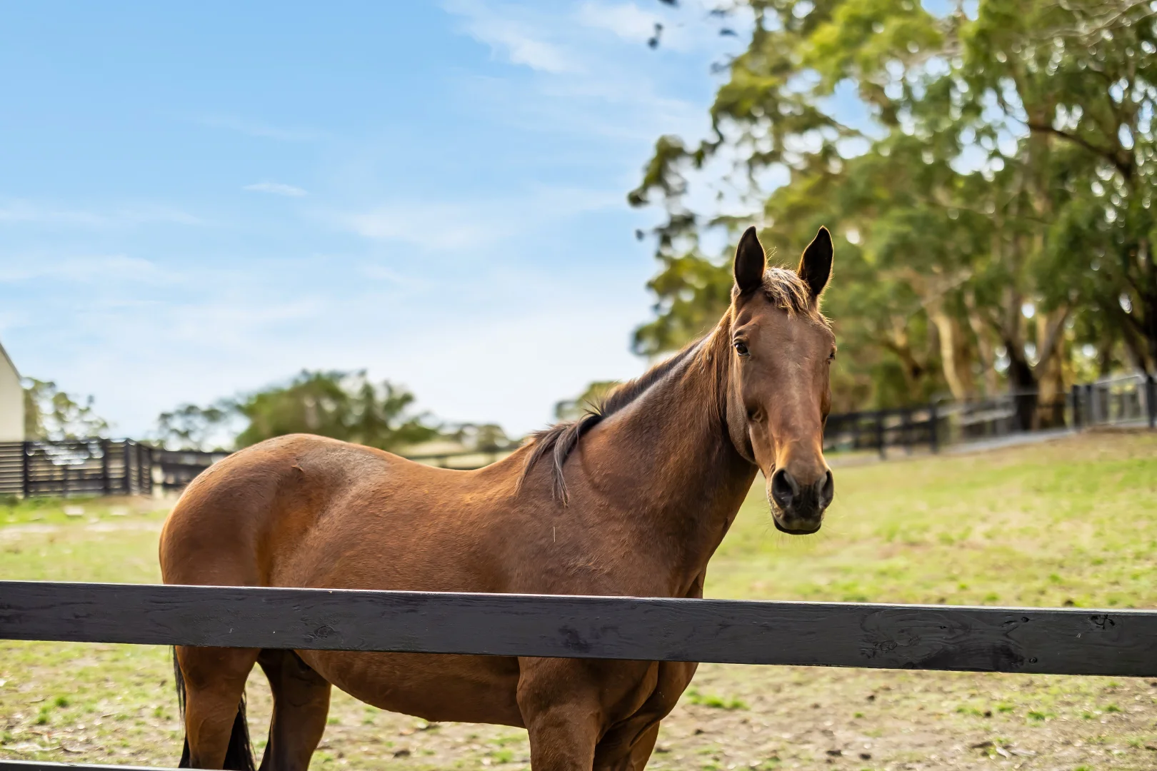 Additional image 89 of 444 Hawthorn Road, Echunga SA 5153