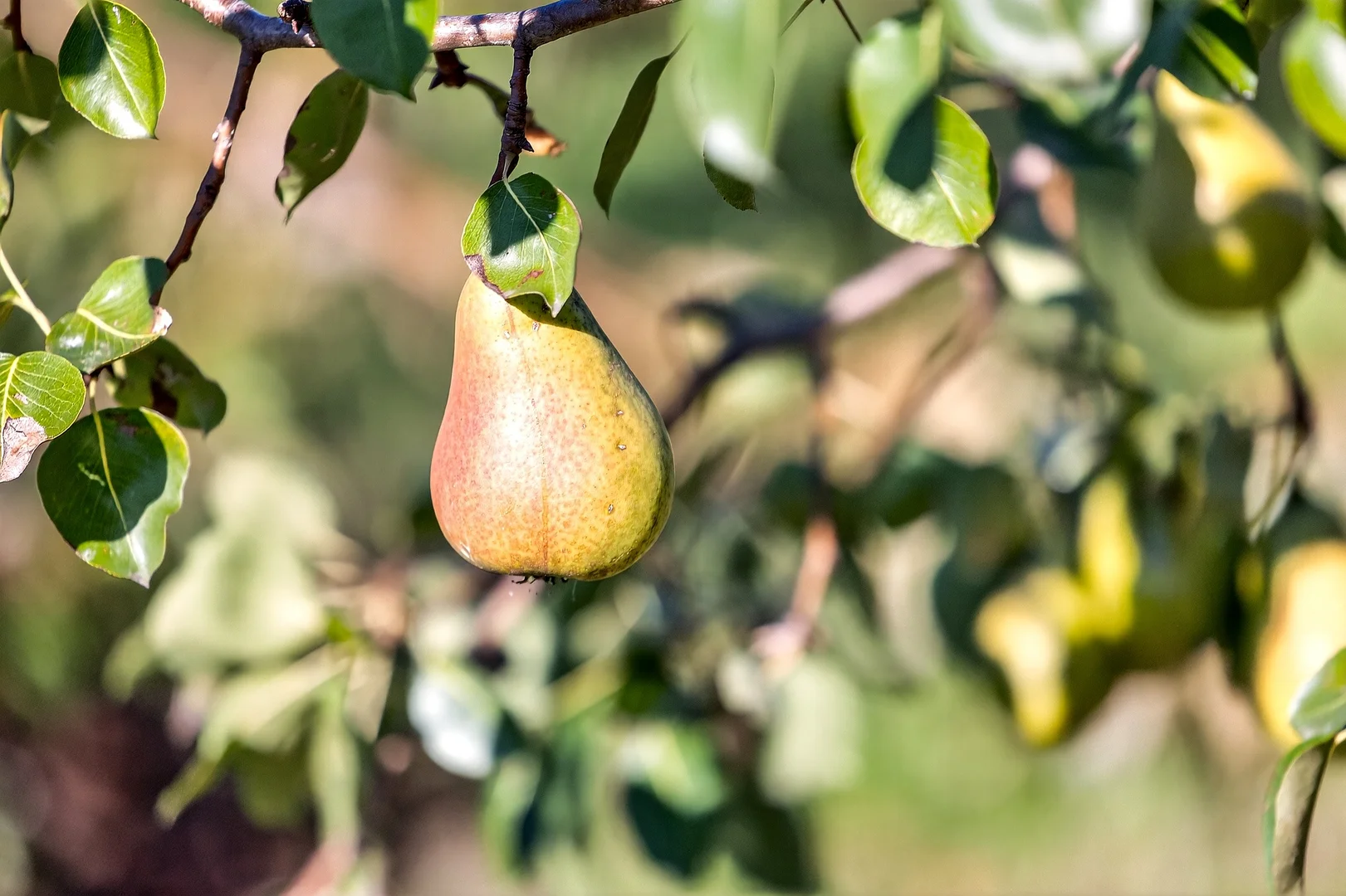 Additional image 22 of 185 McNamaras Road, Sarsfield VIC 3875