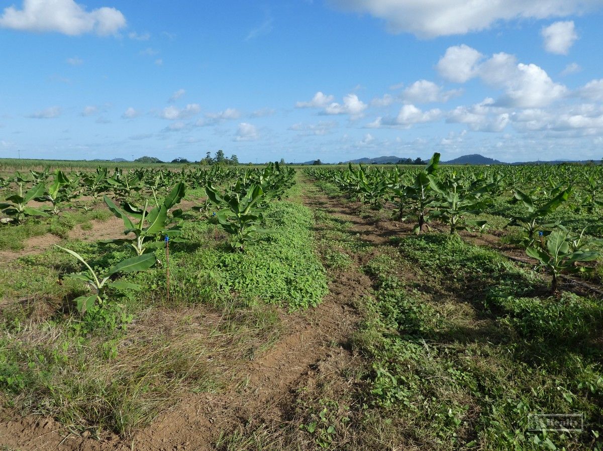 Innisfail QLD 4860 Specialist Farm for Sale 1,100,000 Domain