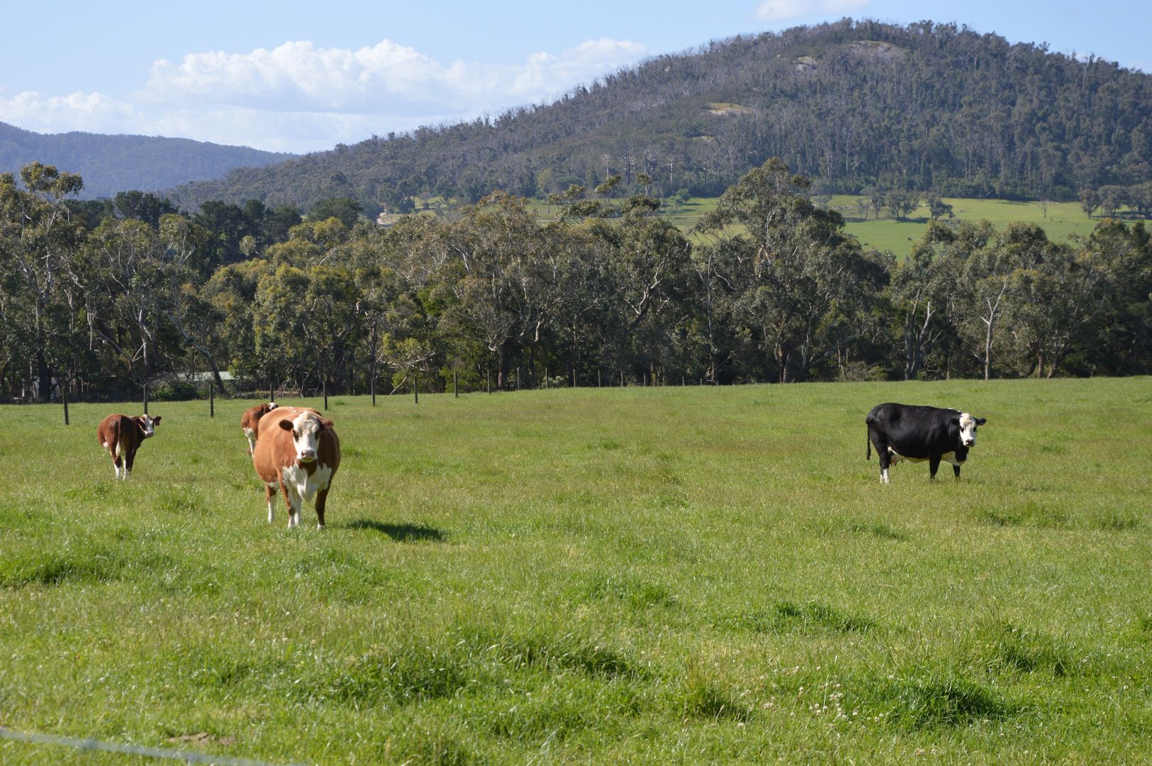 80 Garfield North Road, Garfield North VIC 3814 House for Sale