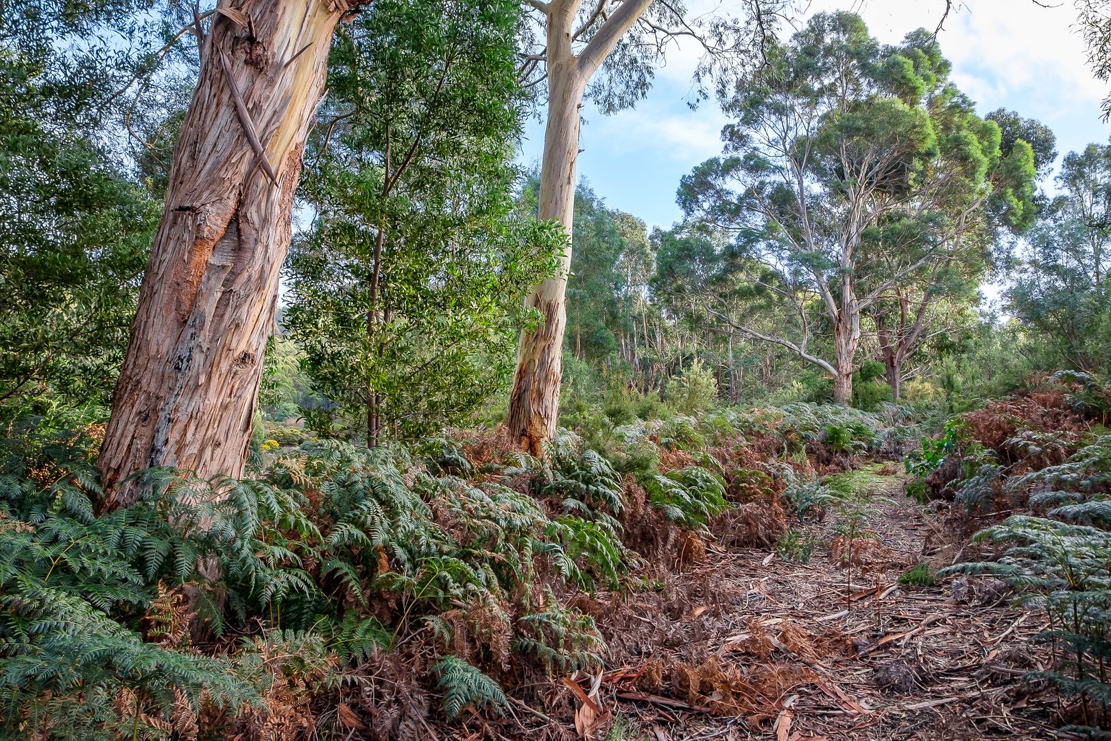 Lot 2 Amelia Street, Gordon TAS 7150, Image 2