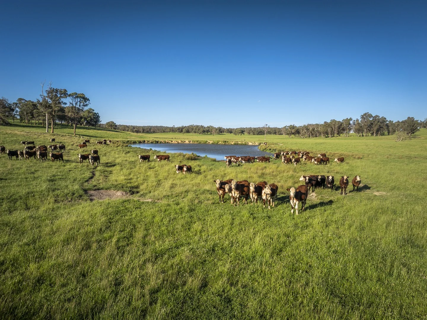 161 Hickeys Road, Wongwibinda NSW 2350