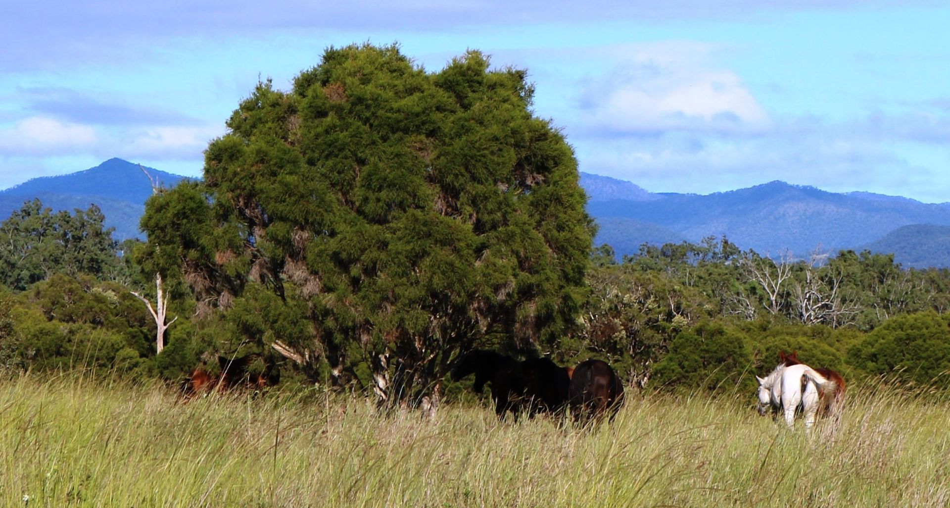 Lot 7 Rosewood–Warrill View Road, Lower Mount Walker QLD 4340, Image 0