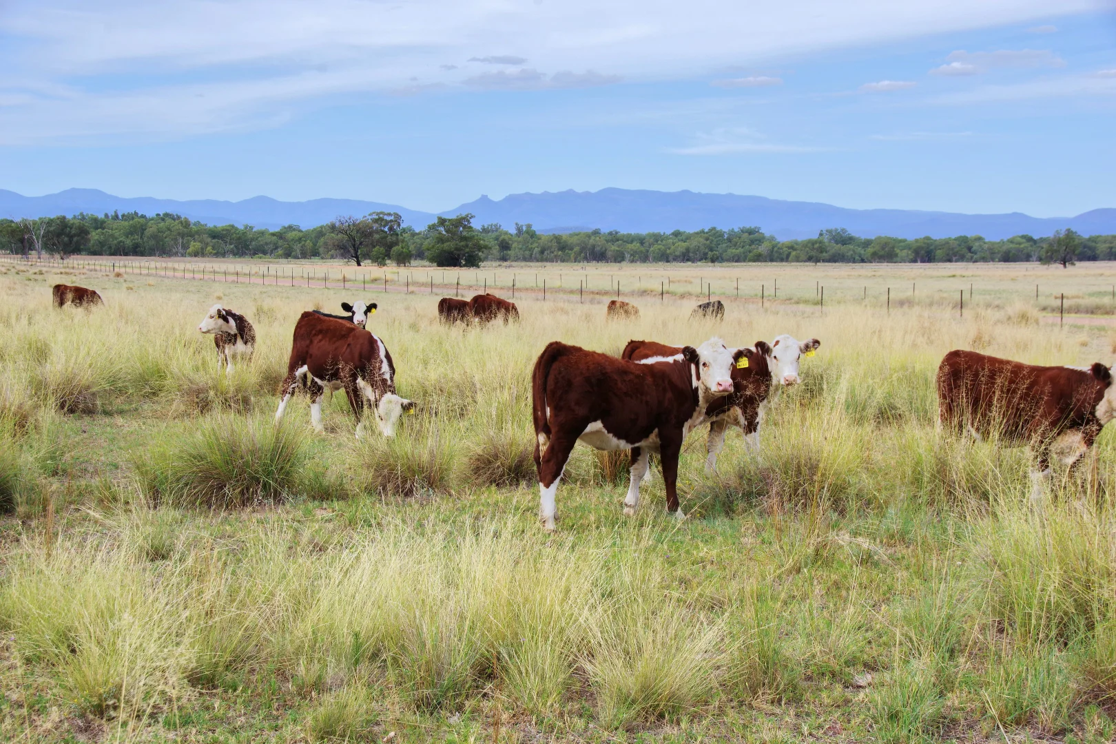 Additional image 4 of 18258 Kamilaroi Highway, Narrabri NSW 2390