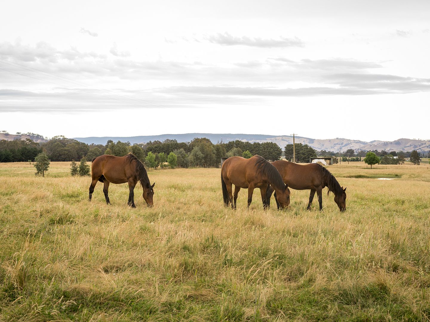 6877 MAROONDAH HIGHWAY, Yarck VIC 3719, Image 1