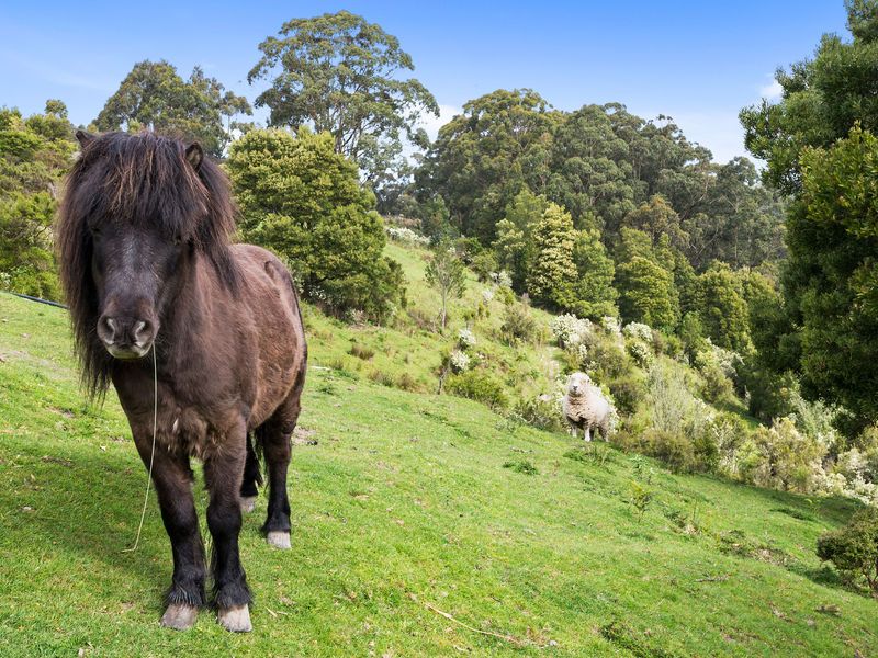 785 Great Ocean Road, Apollo Bay VIC 3233, Image 1