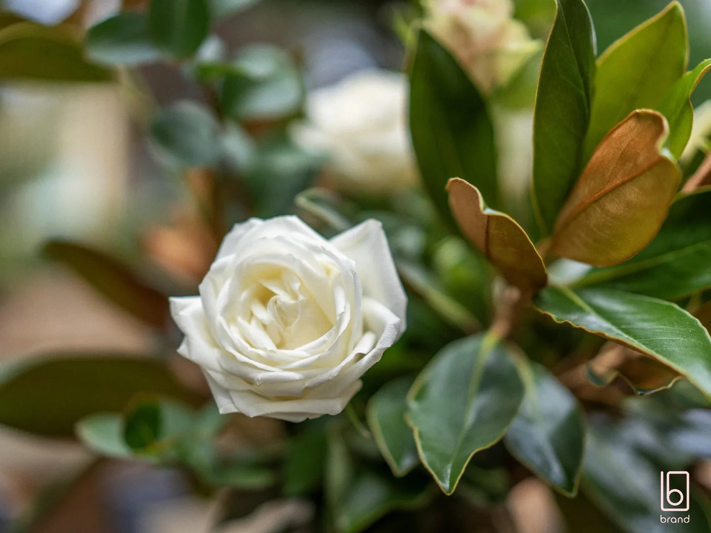 Additional image 10 of 17 Bayberry Avenue, Woongarrah NSW 2259