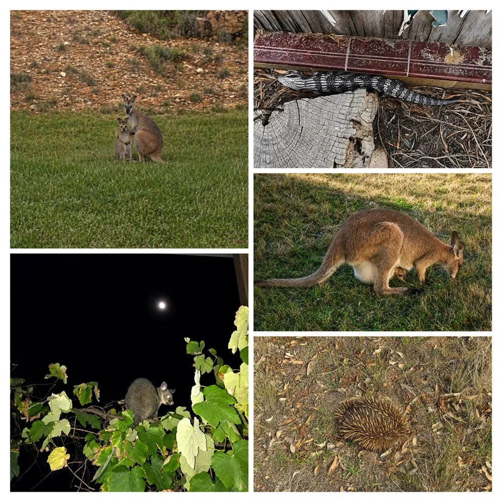 Image 21