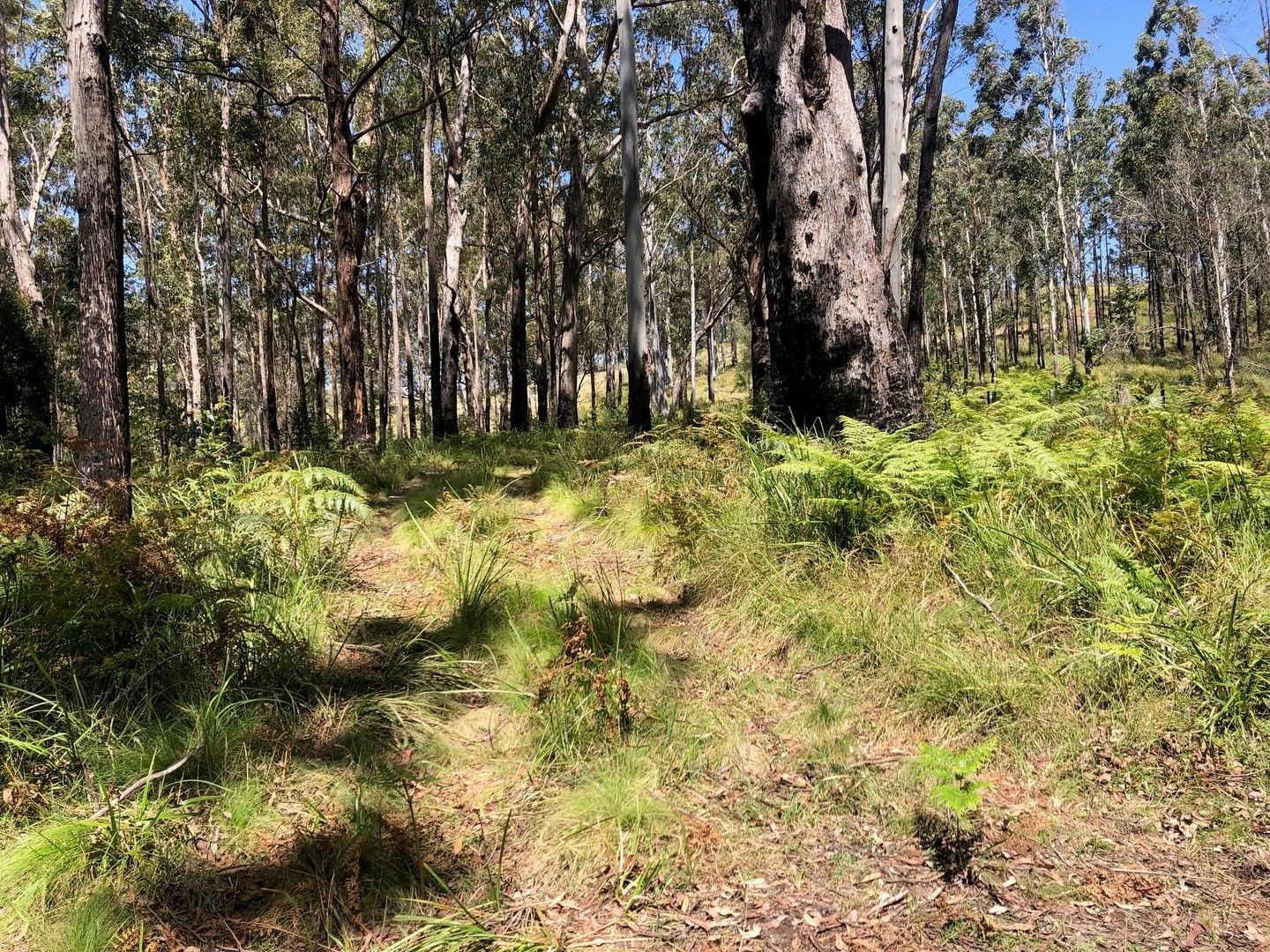 2455 Tyringham Road, Tyringham NSW 2453 House for Sale 700,000