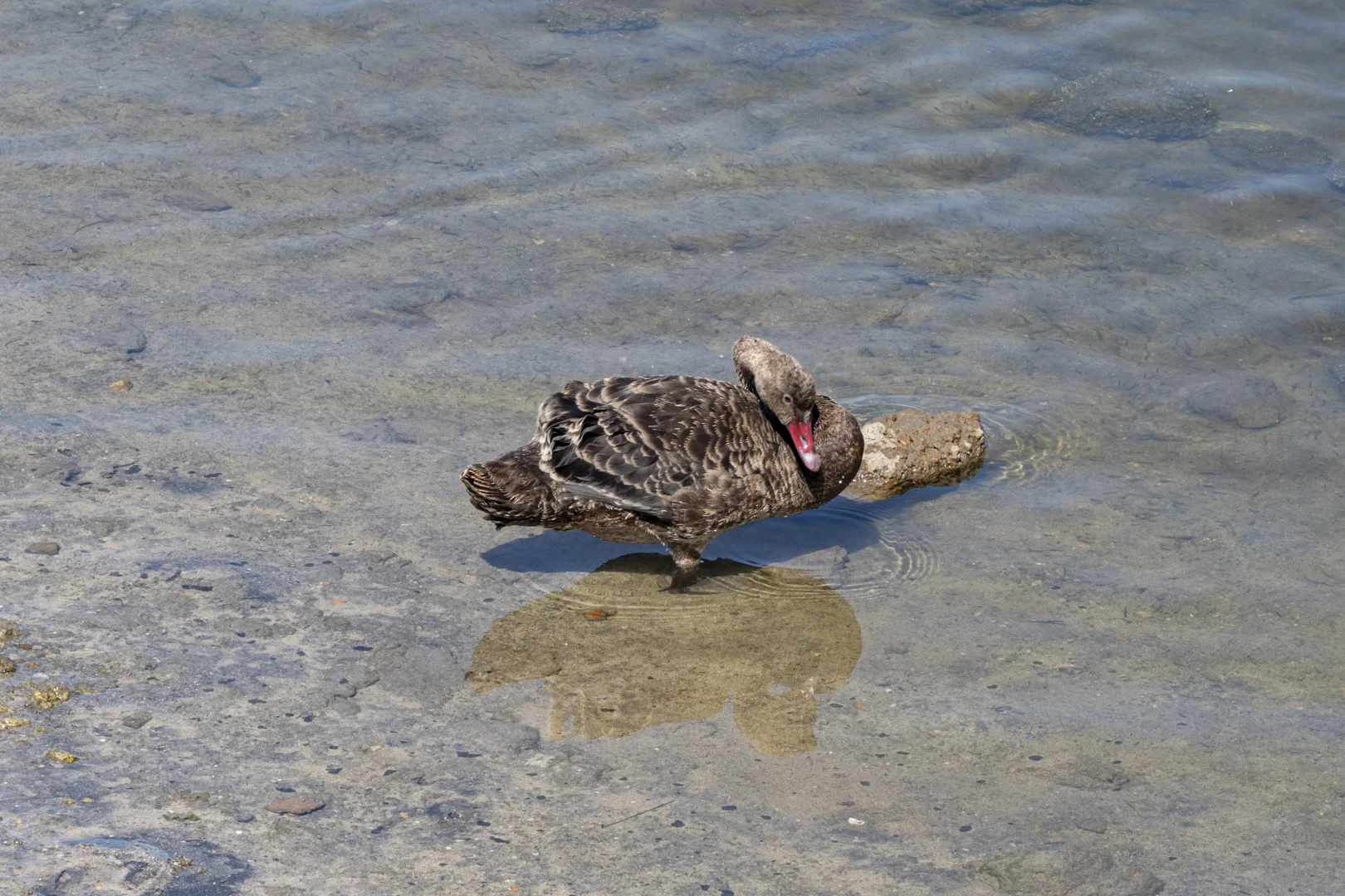 Image 12