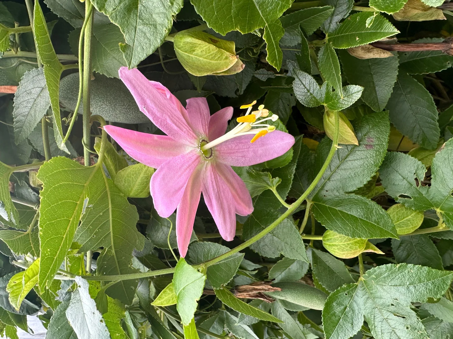 Image 23