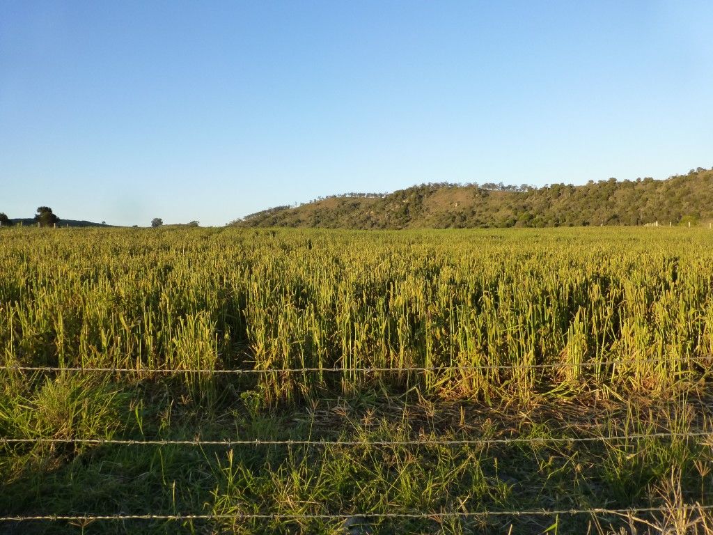 Coalstoun Lakes QLD 4621, Image 1