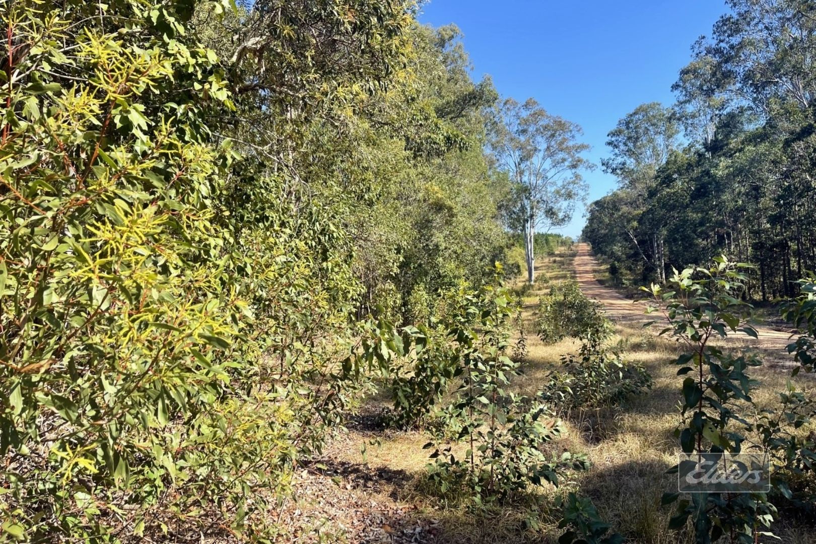 Lot 169 Forestry Road, Bauple QLD 4650, Image 1